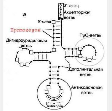 Не могли бы вы мне написать несколько по генетике и проверить их у репетитора у меня нет, родственни