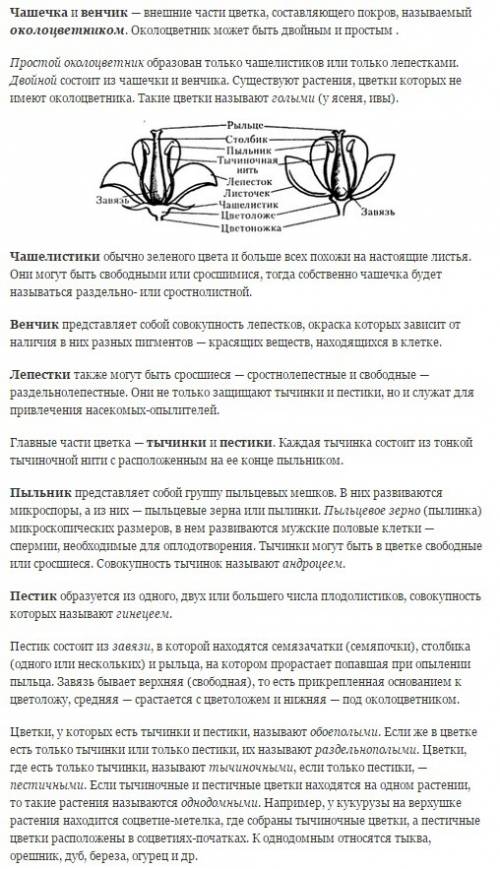 Органы цветковых растений и их признаки