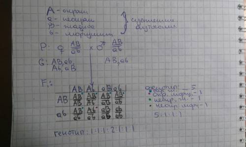 Какое расщепление признаков по фенотипу и генотипу произойдёт при скрещивании гибридных форм первого