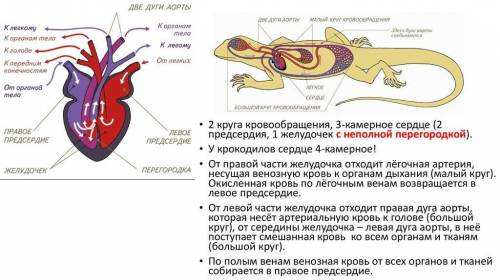 1. от желудочка сердца пресмыкающихся отходит: а) только одна дуга аорты; б) только две дуги аорты;