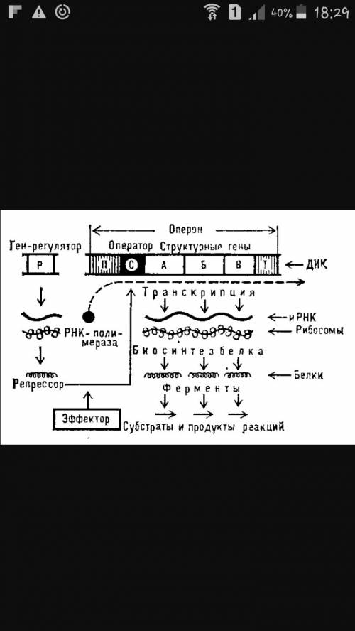 Расположение оперона в правильной последовательности?