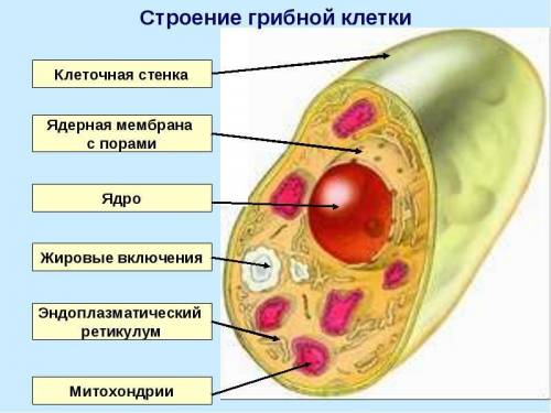 Дайте ответы на вопросы 1. какая наука изучает растения? 2. какая наука изучает строение и функции к