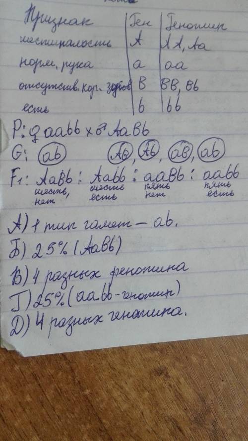 1. у человека отсутствие малых коренных зубов и шестипалость являются доминантными по отношению к но