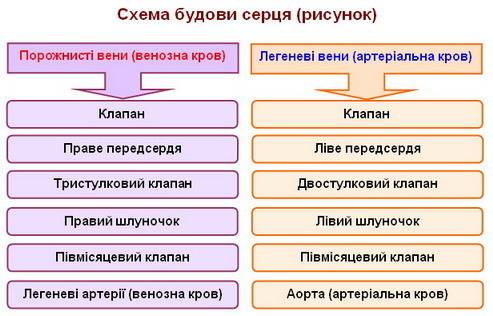 яку будову має серце? як відбувається регуляція його роботи? 2. як відбувається газообмін у легенях?