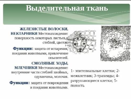 Выделительная ткань. строение и функция