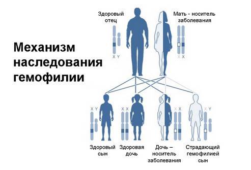 Мужчина гемофилик женился на здоровой женщине, отец которой болел гемофилией, каковы генотипы мужа и