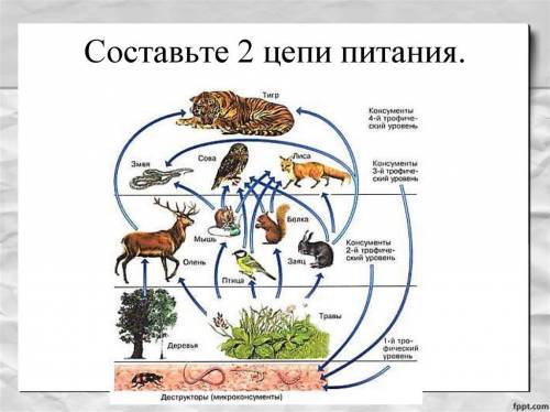 15б сделайте 2 цепочки питания на мадагаскаре