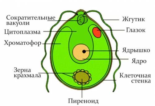 Вчем сходство и различие амебы и хламидомонады?