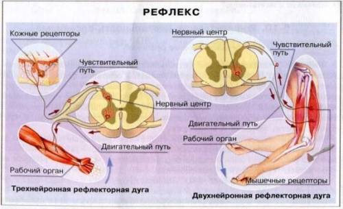 Объясните из каких отделов состоит рефлекторная дуга на примере коленного рефлекса расскажите о взаи