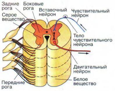 Объясните из каких отделов состоит рефлекторная дуга на примере коленного рефлекса расскажите о взаи