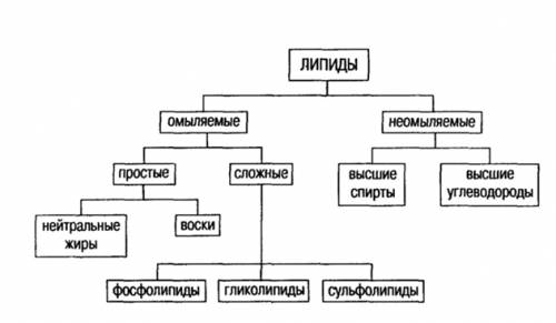 Дайте определение . на какие группы они делятся?