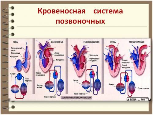 Количество камер в сердце у разных животных