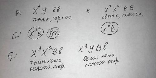 Укур тёмная кожа доминирует над белой, полосатое оперение — над чёрным. ген, обуславливающий окраску