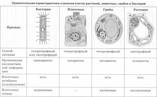 Сравните клетки растений, животных и бактерий сходства и различия