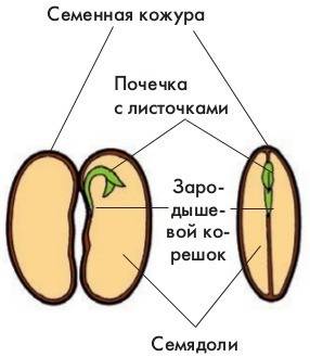 Изучите строение семени яблони, тыквы и подсолнечника. зарисуйте строение одного из семян. проанализ