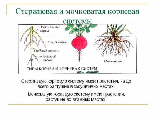 Цвет, форма, размер стрежневого и мочковатого корней