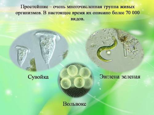 Нужно что-нибудь придумать на тему экскурсия в мир простейших что бы я смогла сделать презентацию.