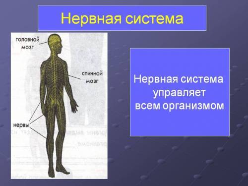 Нервная система человека краткий доклад 4 класс окружающий мир.