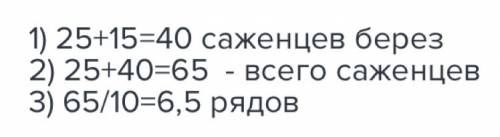 Впарк 25 саженцев лип, саженцев берёз на 15 больше .все саженцы высадили в ряды по 10 саженцев в каж