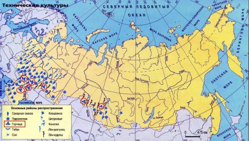 Вкаких субъектах рф выращивают горчицу?