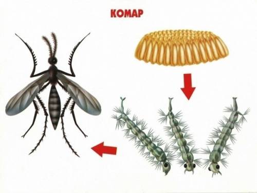 Как нарисовать схему комары и кошки