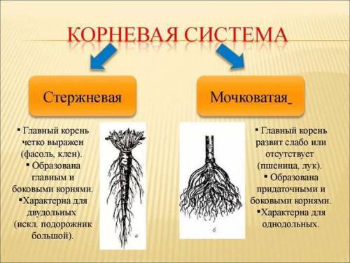 По биологии.6 класса пасечник лабораторная работа номер 3.стержневая и мочковатая корневые системы т