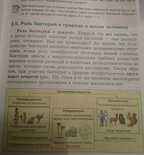 Каково значение бактерий в природе и жизни человека