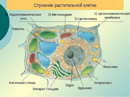 Рассмотреть грибной, бактериальной, растительной живой клетки зарисовать и подписать.