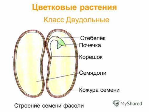 Снимите блестящую плотную кожуру. рассмотрите с лупы зародыш. найдите семядоли, зародышевый корешок,