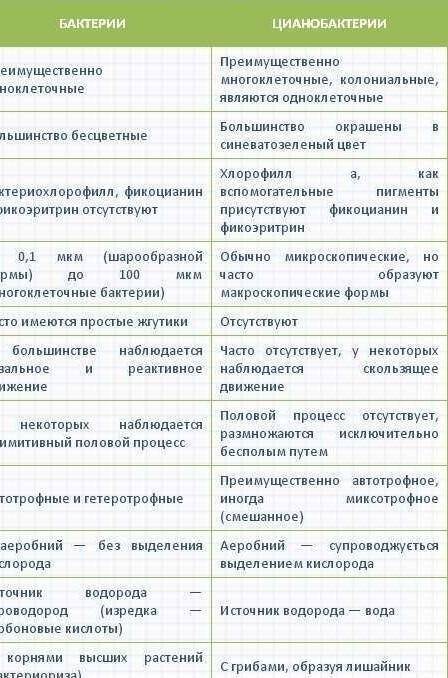 Кто может какой признак является общим у цианобактерий и других бактерий? ﻿