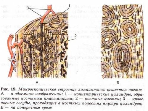 Биология . лабораторная работа №3 строение костной ткани. 1. рассмотрите рисунок 15 и представьте, к