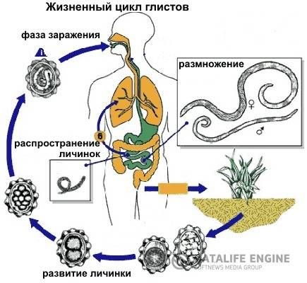 Признаки связи с паразитизмом(черви) биология