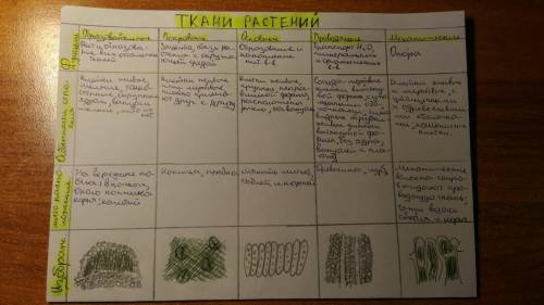 Ткани растений и животных маленький пересказ