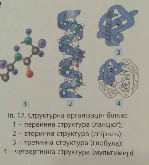 Укажіть,який вигляд може мати вторинна структура білків: а)глобула б)декілька сполучених між собою а