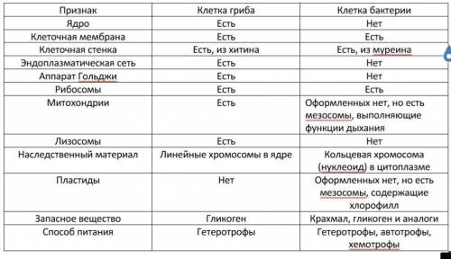 Сравните клетки гриба с клеткой бактерии. результаты занесите в таблицу