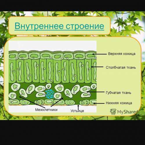 Определите типы тканей в мякоти зелёного листа