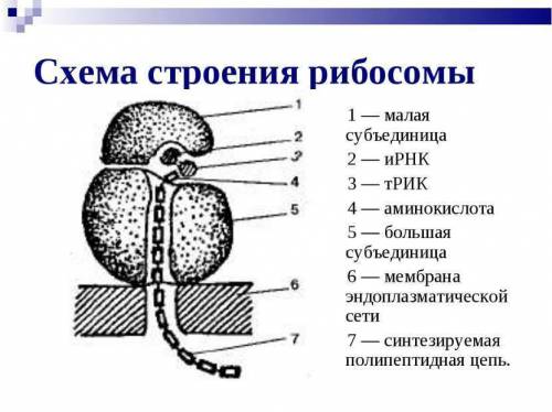 Органоид, который обеспечивает сборку сложных молекул белков (желательно с фото)