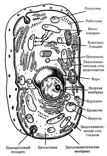 Лабораторная работа по биологии 9 класс строение клетки
