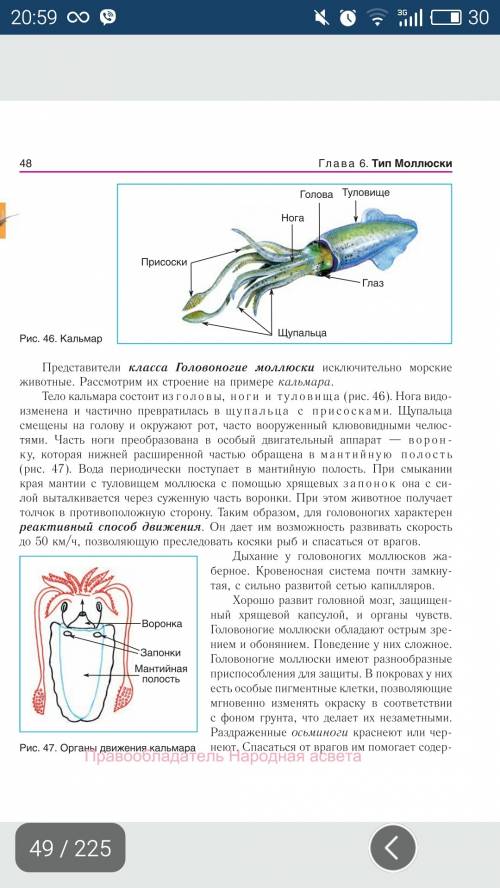 10 ! тема головоногие 1) среда обитания 2) внешний вид 3) внутренний вид 4) пищеварительная систем