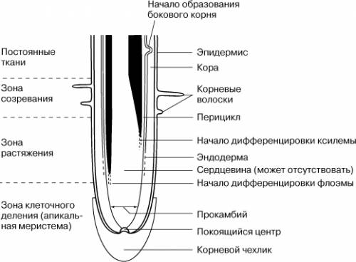 Охарактеризуйте ткани корня 2.начертите на отдельном листе и заполните ее таблица зоны корня и выпол