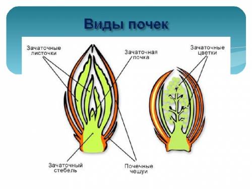 Закончите заполнение схем виды почек по строению 2 ответа. по расположению на стебле.3 ответа. строе