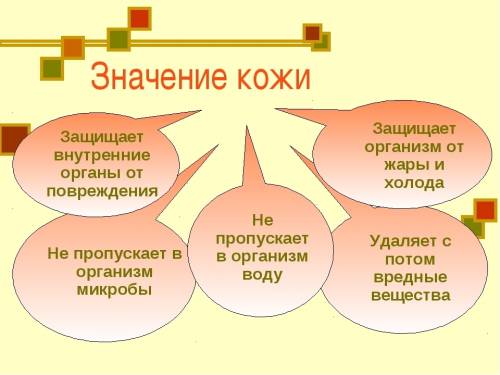 Доклад на тему значение кожи для организма 1 строение кожи 2 значение 3 отчего беруца раны и прыщи 4