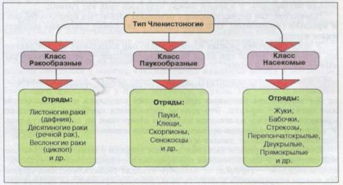 Составьте схему классификации для типа членистоногие