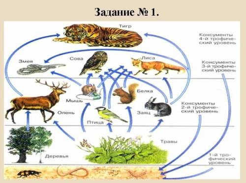 Составьте цепи питания в которых один и тоже организм занимал бы различные трофические уровни обозна