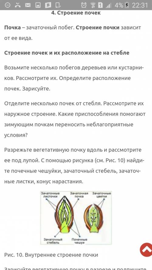 Выполнив лабраторную работу строение почек. расположение почек на стебле (см. стр. 28 учебника) (у