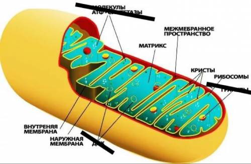 Как устроена митохондрий какую функцию выполняет