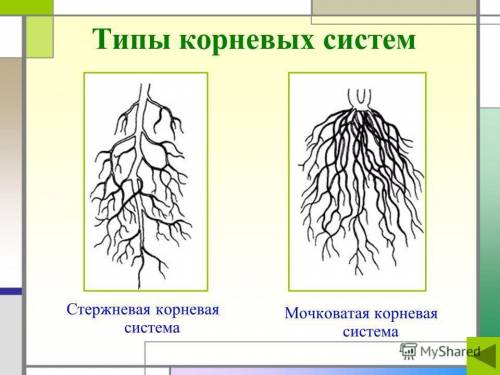 Зарисуйте корень и подпишите названия видов корней ( модно рисунок )