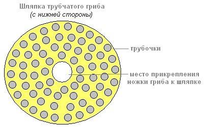 Строение нижней части шляпки трубчатого гриба