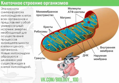 Назвіть органели, яким притаманний певний ступінь автономії в клітині: