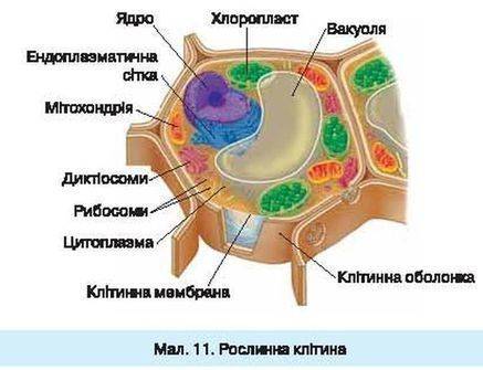 Охарактеризувати будову рослинної клітини